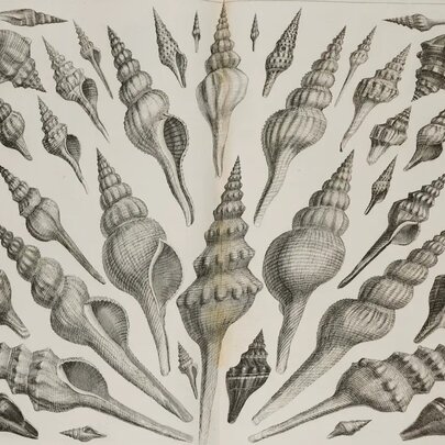 A page from a rare marine book, a black and white scientific illustration of various spiral-shaped seashells arranged symmetrically on a light background.