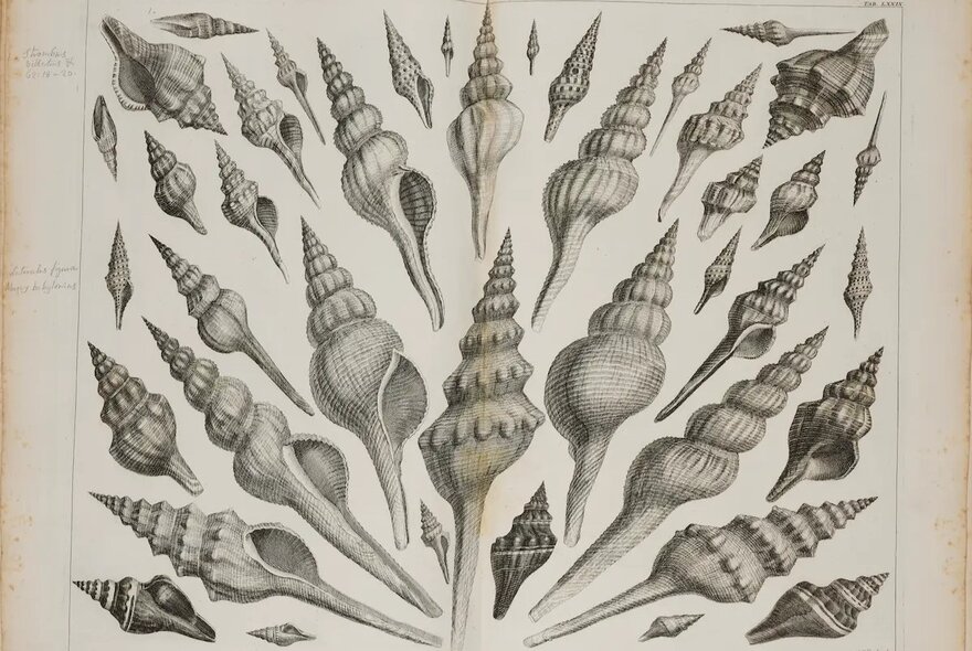 A page from a rare marine book, a black and white scientific illustration of various spiral-shaped seashells arranged symmetrically on a light background.