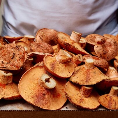 Into the Wild: Lunch with Mushrooms Anonymous