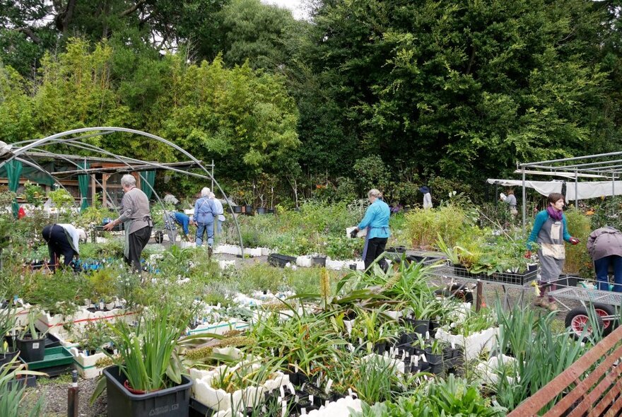 People walking around a lawn in a large garden, with many plants in pots and boxes for sale. 