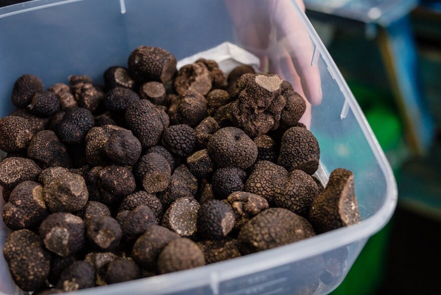 A clear plastic bucket of black truffles. 