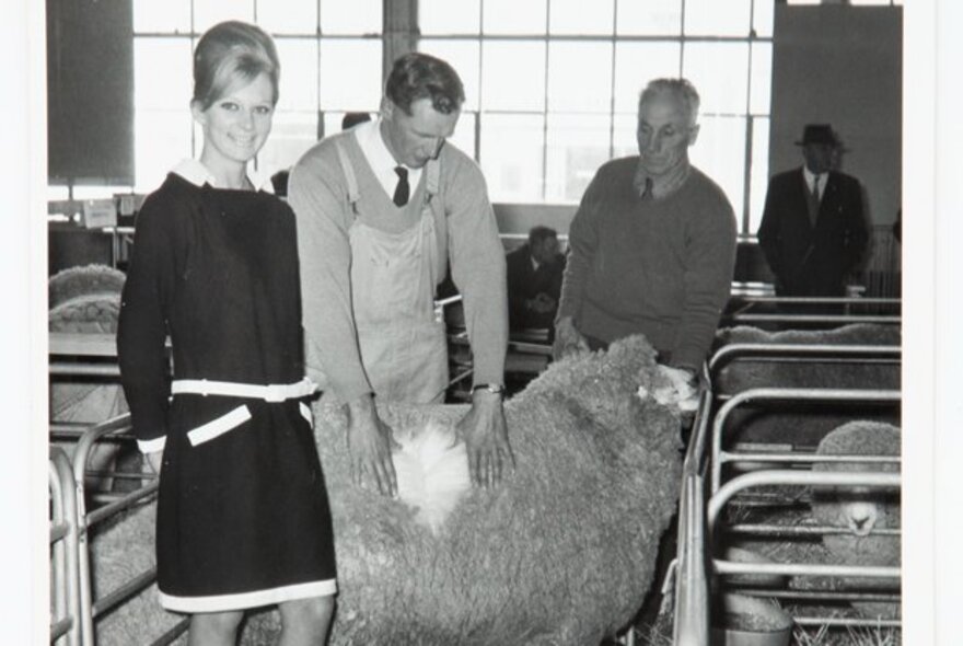 A man demonstrating the fleece on a large sheep inside a pen, while a woman in a black dress and another man watch; black and white image.