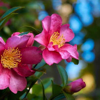 Camellia Collection Gardens Walk  