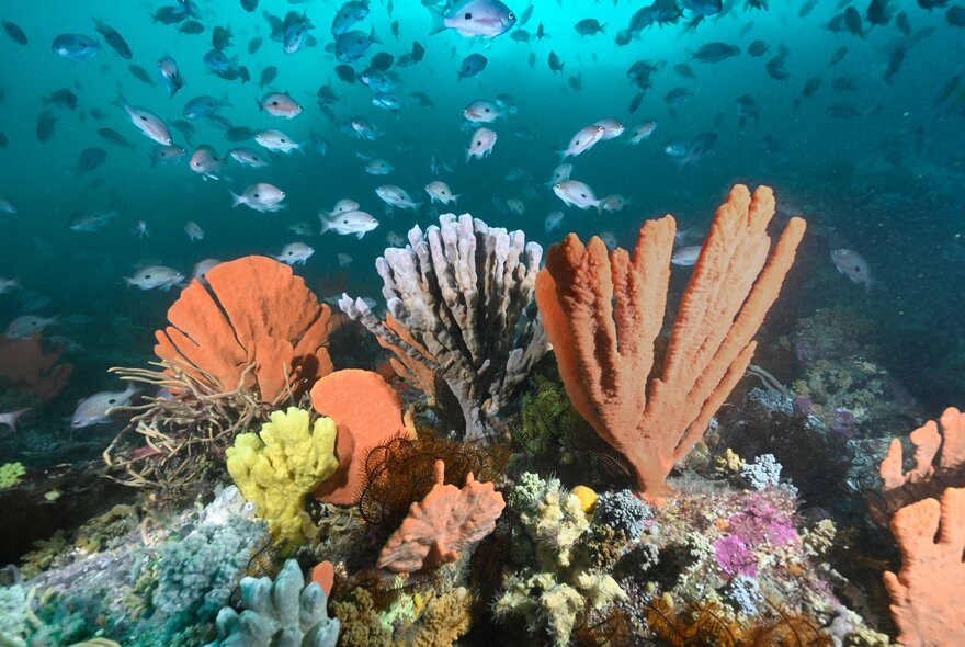 An underwater scene showing a bright coral garden and a school of fish.