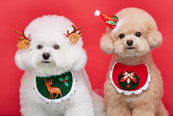 Two dogs wearing Christmas outfits.