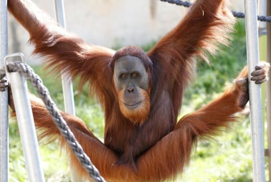 Large orangutang playing on metal posts with legs and arms outstretched.
