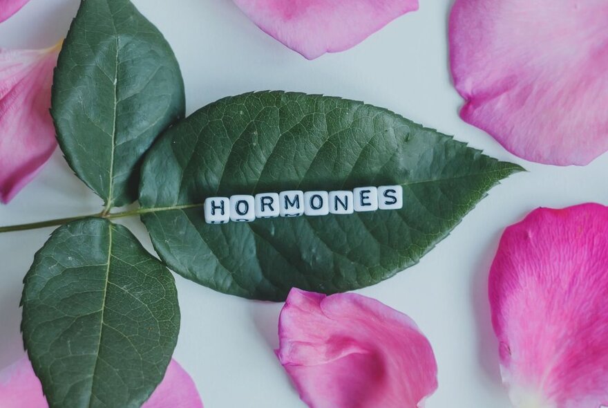 A rose leaf with tiny letters spelling out HORMONES and pink rose petals scattered around. 