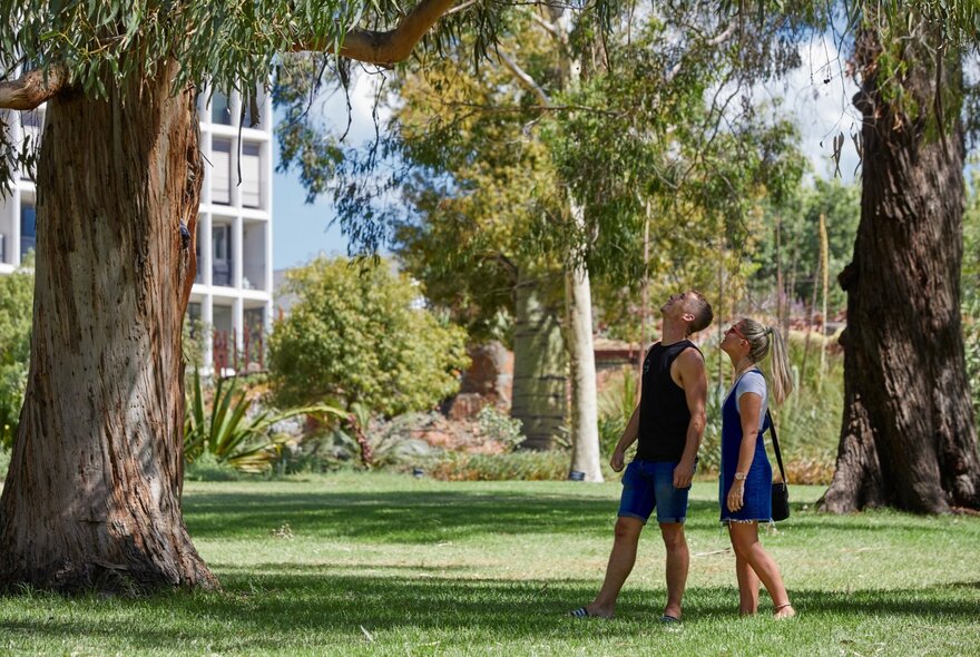 People looking at a large tree in the Royal Botanic Gardens.