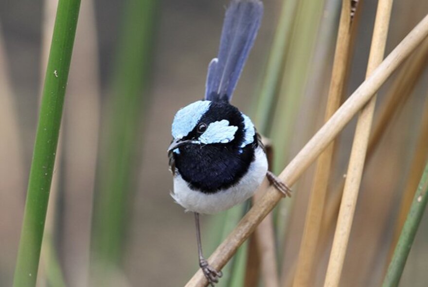 Blue fairy wren perched on a brown stalk.