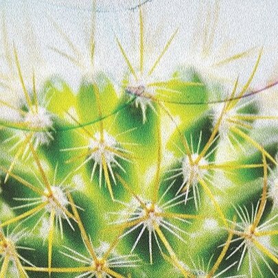 Speed Dating with Cacti