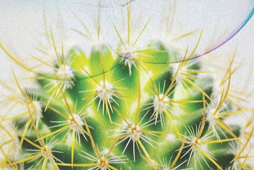 Close-up of a spiky cactus.
