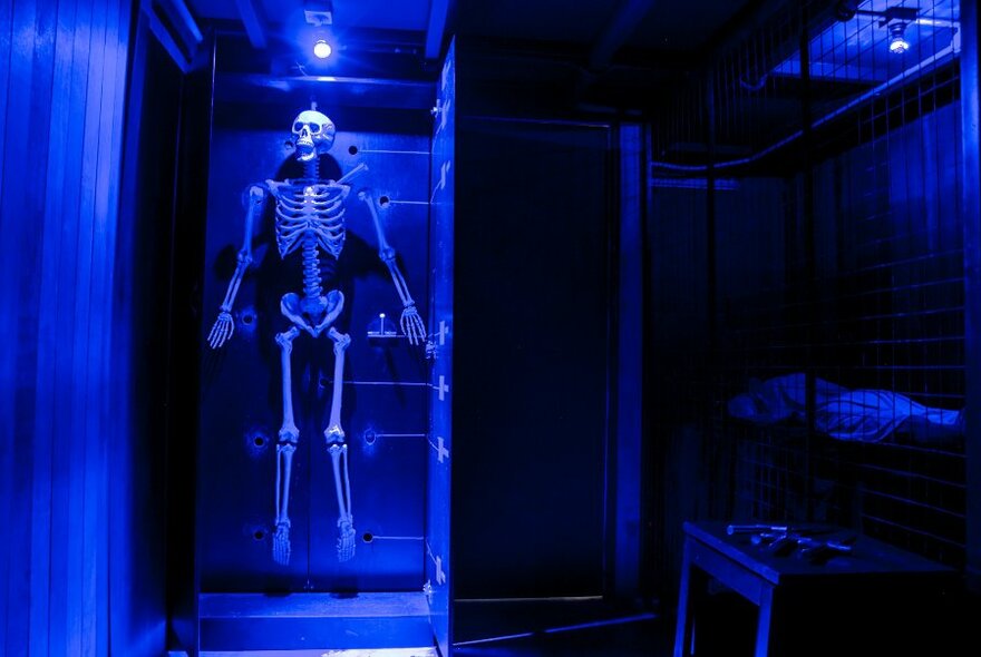 Skeleton hanging on wall under a black-light, in an escape room.