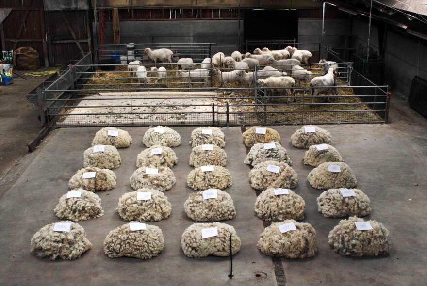 Large piles of sheep wool fleeces lined up in bundles in a large warehouse with a pen of freshly sheared sheep in the background.