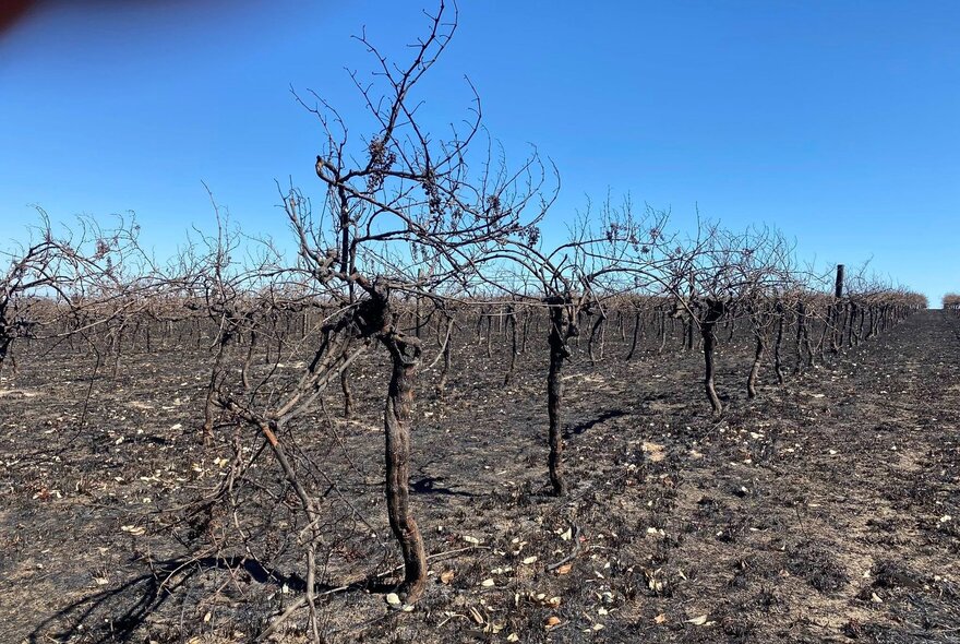 The aftermath of a bushfire in a vineyard, showing severely damaged or destroyed grapevines.