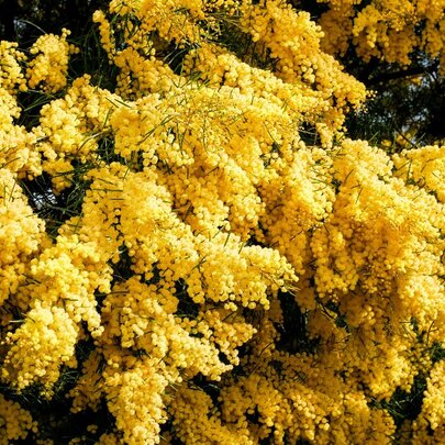 Wattle Walk