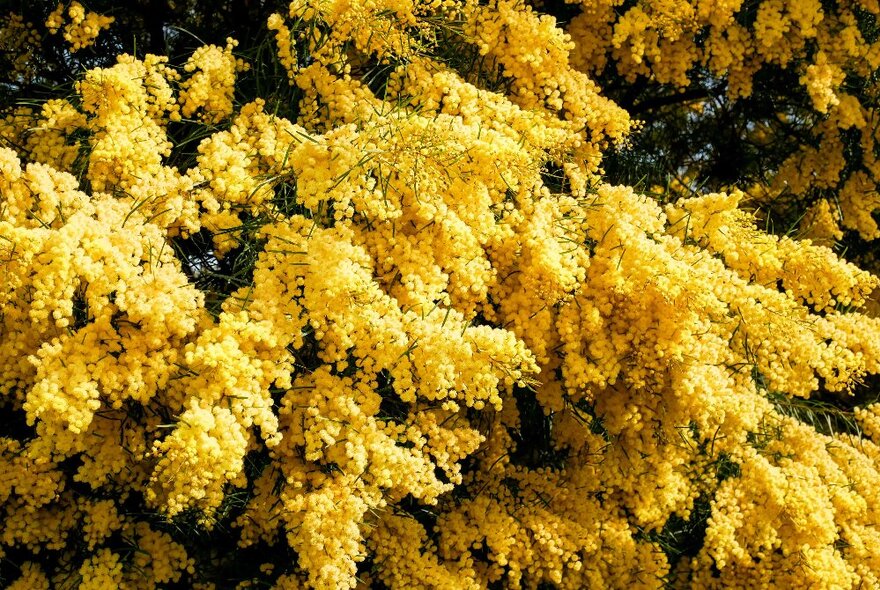 A wattle tree covered with yellow blooms.