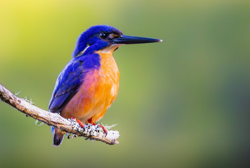 Beautifully plumed blue and orange bird with long kingfisher beak, sitting on a twig.