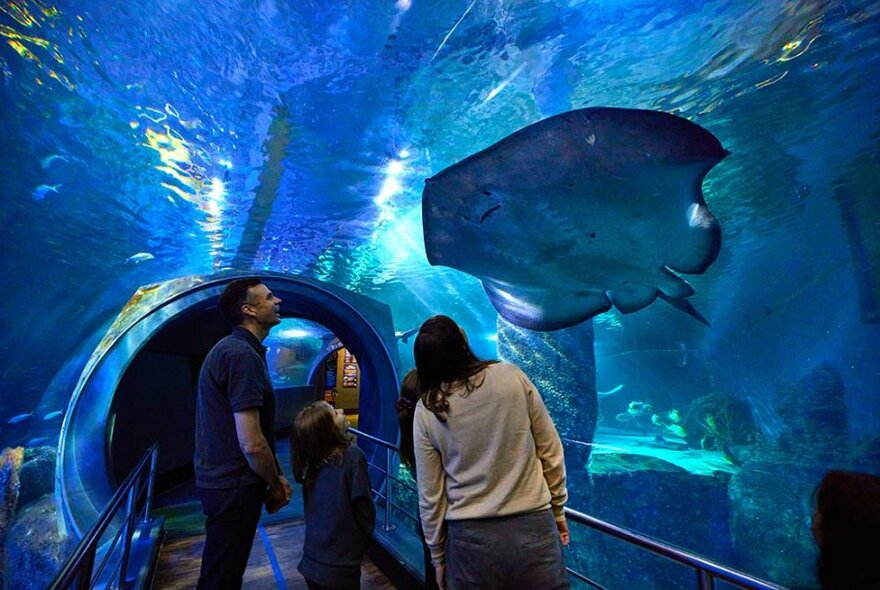 Family in a glass tunnel looking up at a very large stingray.