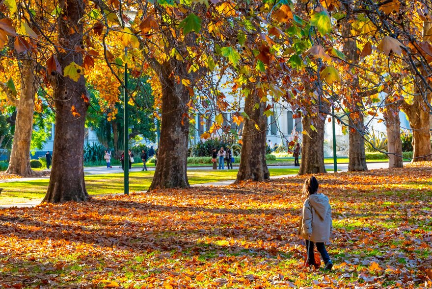 A small girl walking on grass covered in autumn leaves with a line of trees in the background.