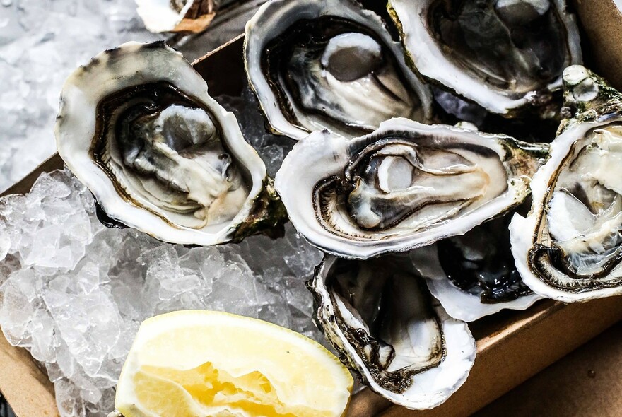 Raw oysters on a plate with wedge of lemon.