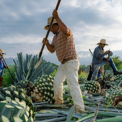 Celebrate Mexico: Tequila Versus Mezcal Tasting and Lunch