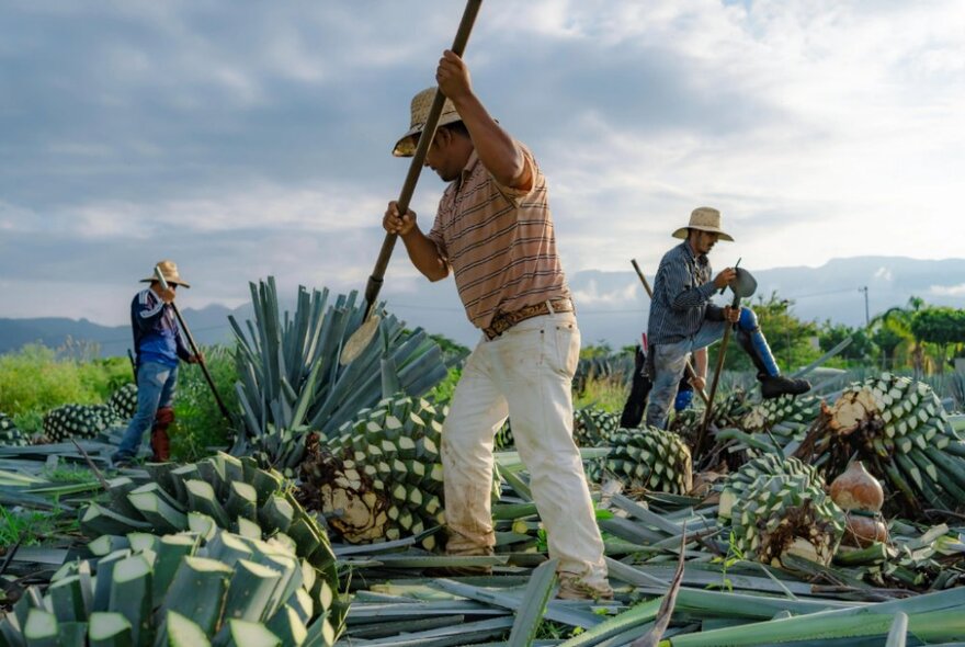 Mexican farmers slicing agave plants to extract liquor.