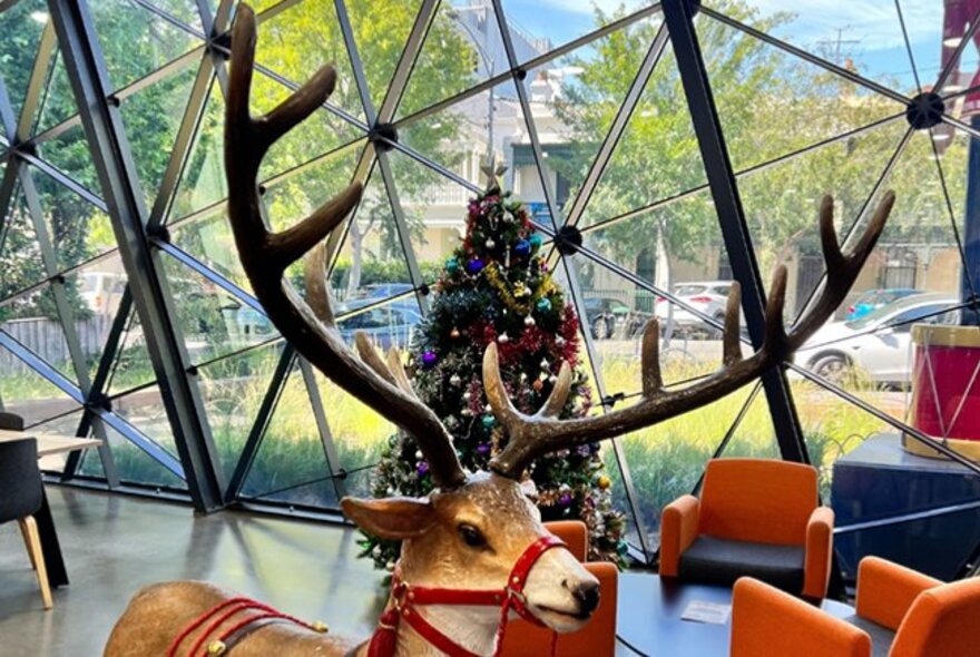 Gilded Christmas deer with huge antlers in front of a Christmas tree and large glass windows.