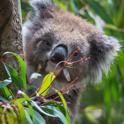 Melbourne Zoo