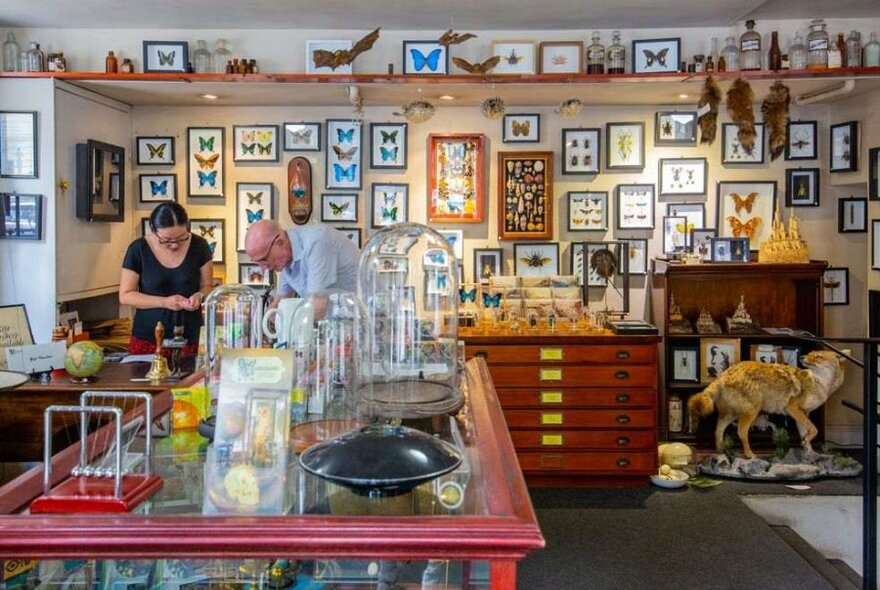 A shop filled with taxidermy animals and displays.