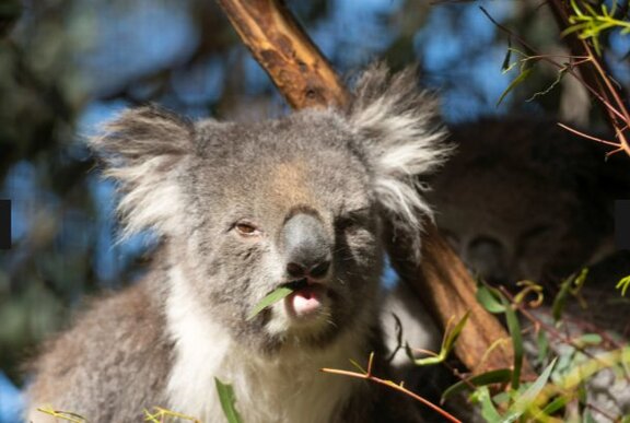 Koala munching gum leaves.