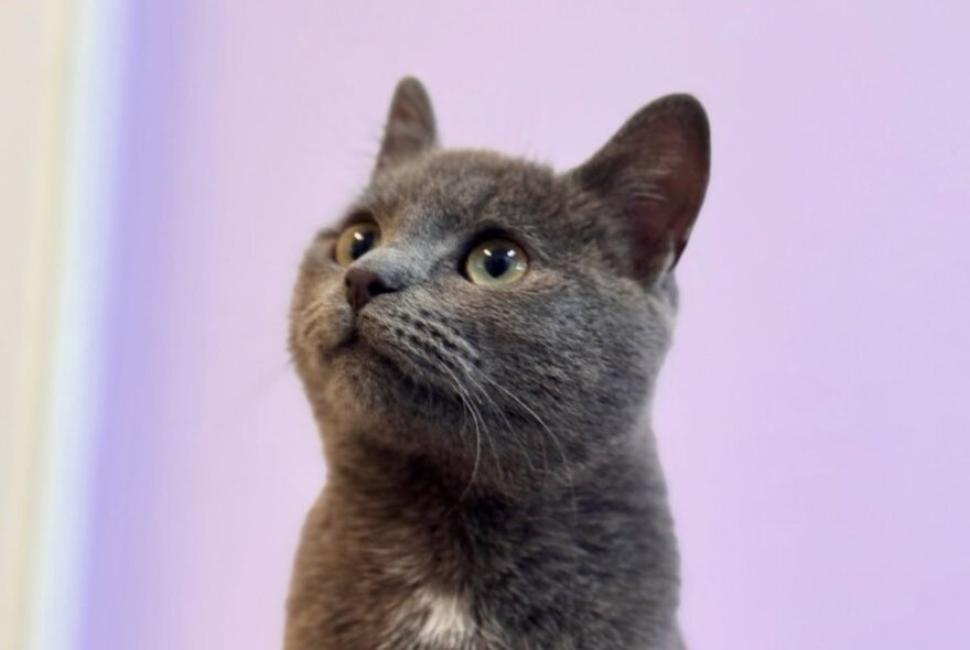 A sweet grey cat looking upwards and to the left against a lilac background. 