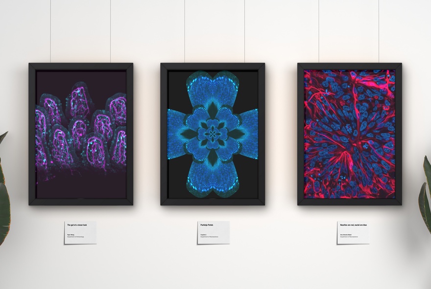 A gallery wall with three images of different patterns and colours.