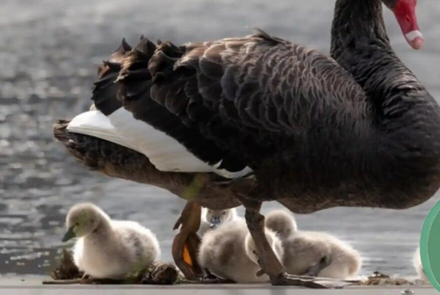 A black swan and three fluffy cygnets, near the water's edge.
