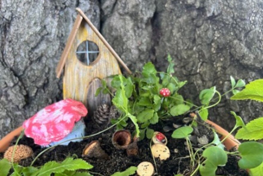 Fairy garden with tiny wooden house, toadstool and plants.