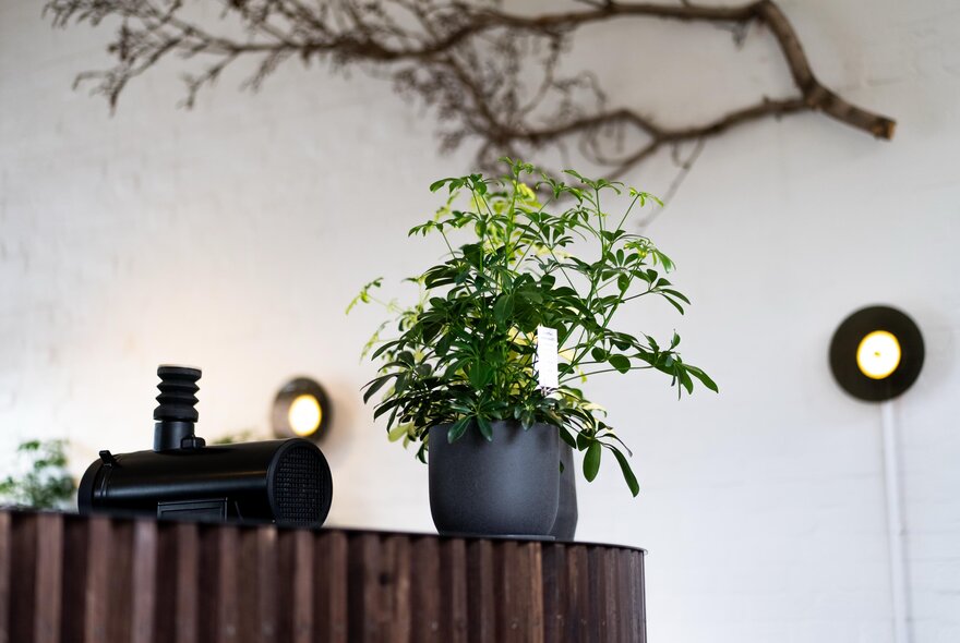 Two leafy pot plants resting on a wooden cafe counter, a dried branch as decoration on the white wall behind.