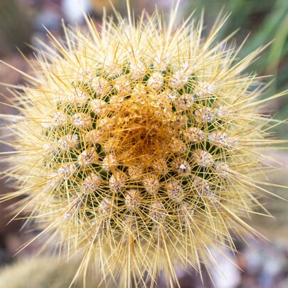 Summer Snaps Photography Walk