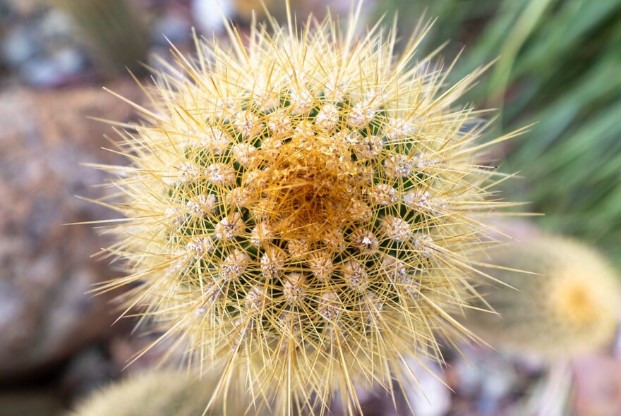 Close-up detail of the top of a spiky cactus.