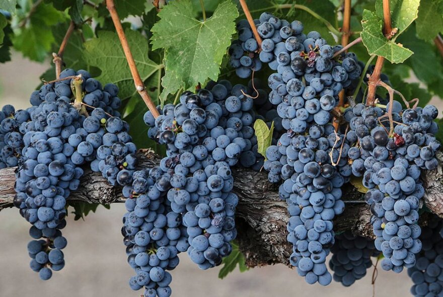 Purple and blue coloured grapes hanging on vines. 