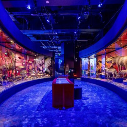 Inside Melbourne Museum's Our Wondrous Planet exhibition wth a blue floor and displays with red backgrounds. 