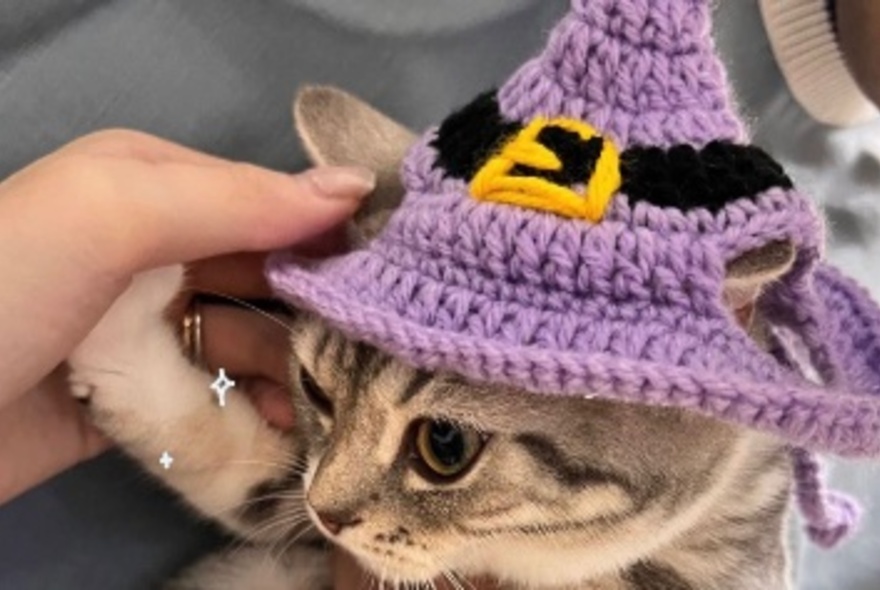 A tabby cat wearing a purple crocheted witches hat with a buckle on it. 