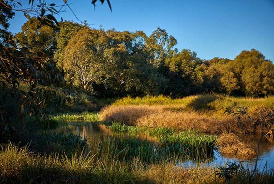 The Australian Native Garden in Royal Park, with a body of water surrounded by tall grasses and trees under a clear blue sky.