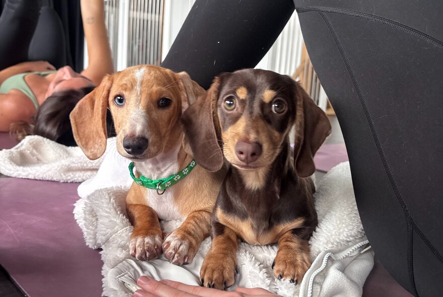 Two smooth-haired dachshund puppies sit together at a puppy yoga session, with people in yoga poses in the background.