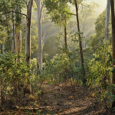 Early morning in an Australian forest, featuring tall, slender eucalyptus trees with smooth, light-colored bark and sunlight filtering in through the canopy.