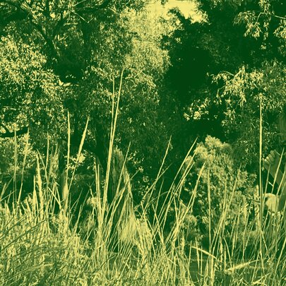 Green-tinted image of a person walking through tall grasses under trees.