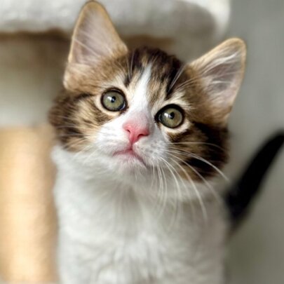 Cat and Kitten Adoption Day