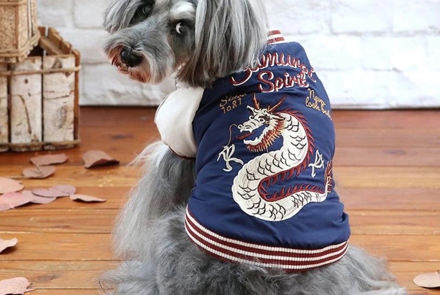 A small, fluffy grey dog wearing a blue and white jacket with an embroidered serpent.