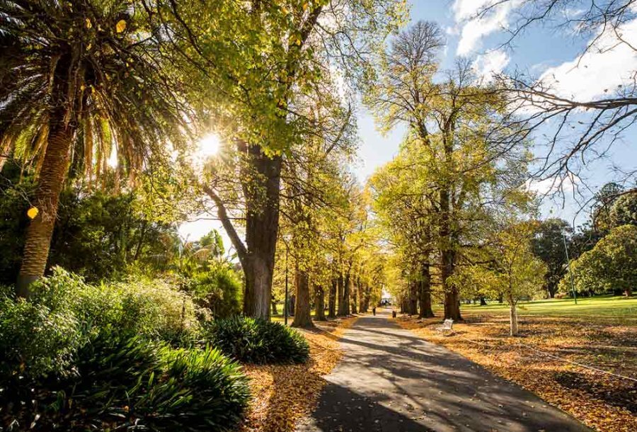 A public garden walkway in autumn surrounded by tall trees and fallen leaves.