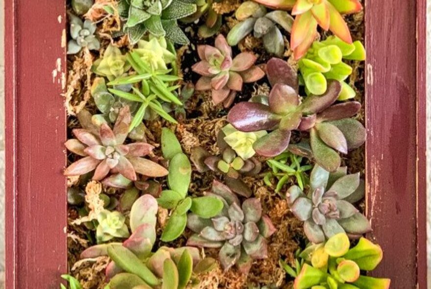 Succulents growing out of a wooden frame hanging on a fence.