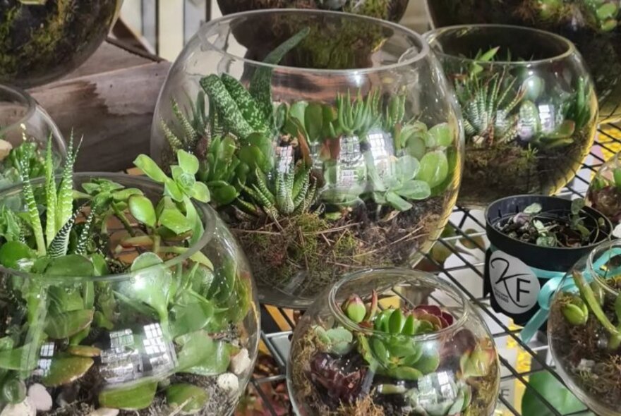 A group of succulent terrariums in glass bowls.