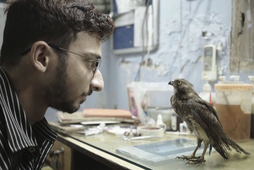 Film still from All That Breathes, with a man's face peering closely at a bird on a table in a makeshift animal hospital.